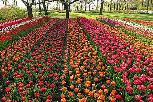 Keukenhof gardens Holland tulips