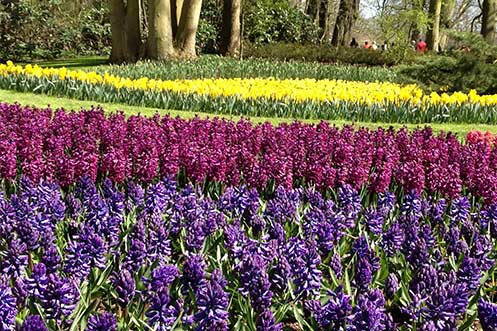 Hyacinth gardens at Keukenhof Keukenhof flower gardens hyacinths