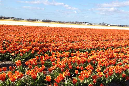 Tulip fields near Keukenhof in Holland