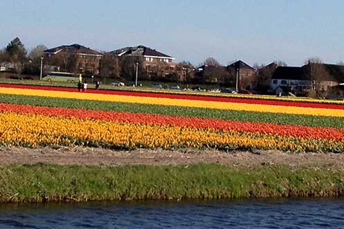 Colourful displays of tulips near Keukenhof Holland
